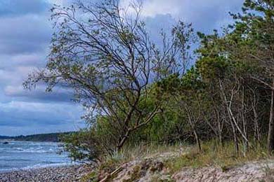 Aster参加国际赛事备受期待，aster战队近况